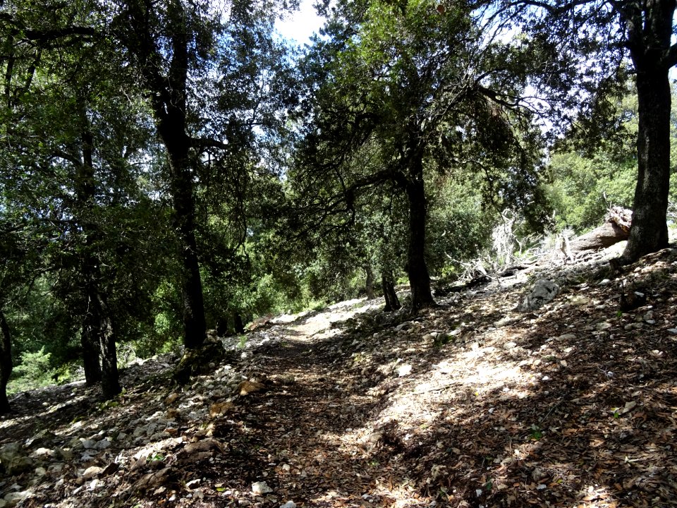 Le sentier descend parmi les chênes 