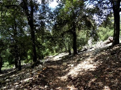 Le sentier descend parmi les chênes 