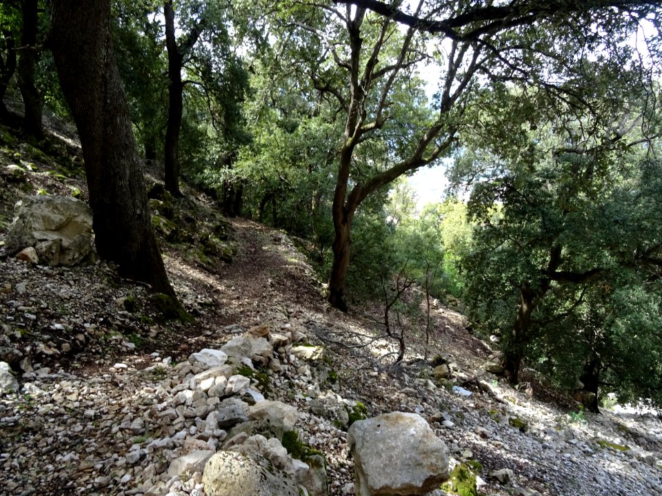 Le sentier descend parmi les chênes 