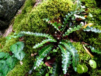 Cétérac, Asplenium ceterach, Aspleniacées photo