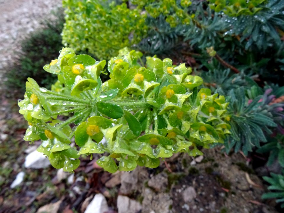 Euphorbe 