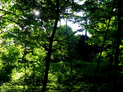 Lumière matinale dans le bois de Boulogne, 16e arr., Paris… 