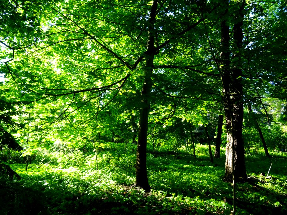 Lumière matinale dans le bois de Boulogne, 16e arr., Paris… 
