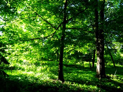 Lumière matinale dans le bois de Boulogne, 16e arr., Paris… 