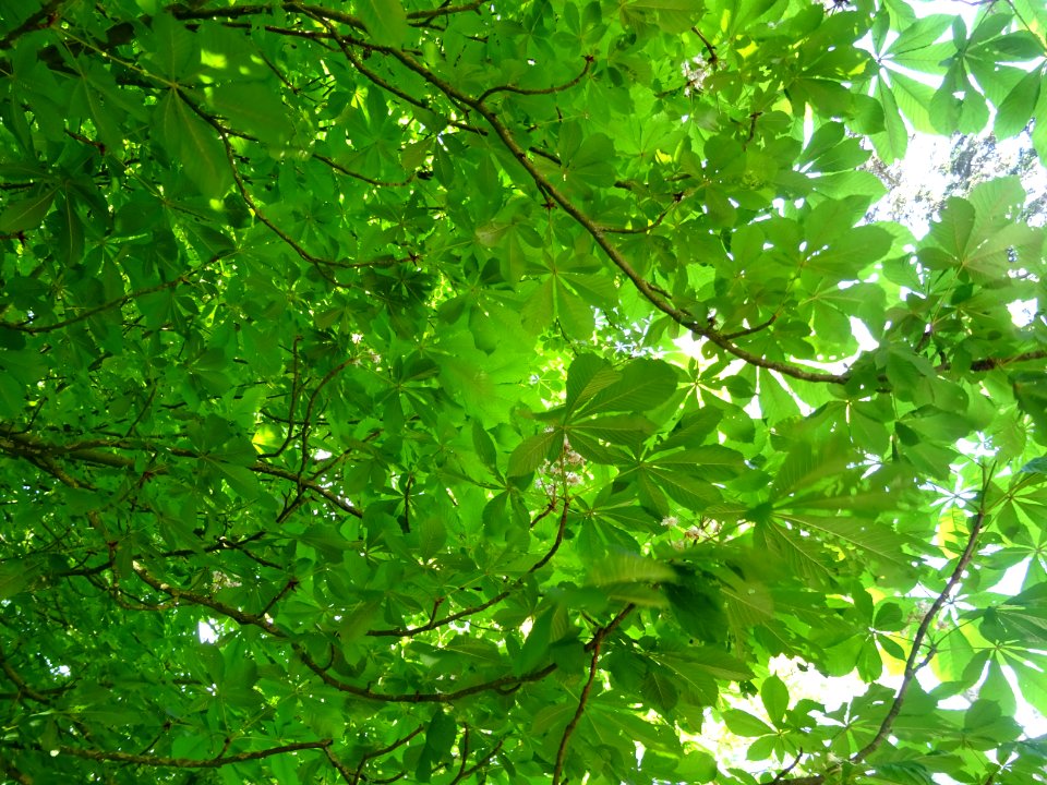 Lumière matinale dans le bois de Boulogne, 16e arr., Paris… 