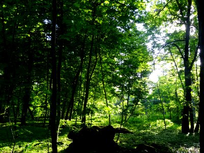 Lumière matinale dans le bois de Boulogne, 16e arr., Paris… 