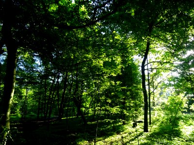 Lumière matinale dans le bois de Boulogne, 16e arr., Paris… 