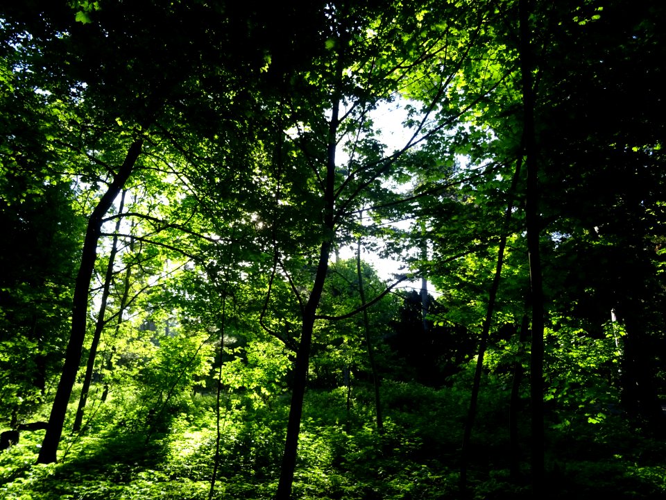 Lumière matinale dans le bois de Boulogne, 16e arr., Paris… 