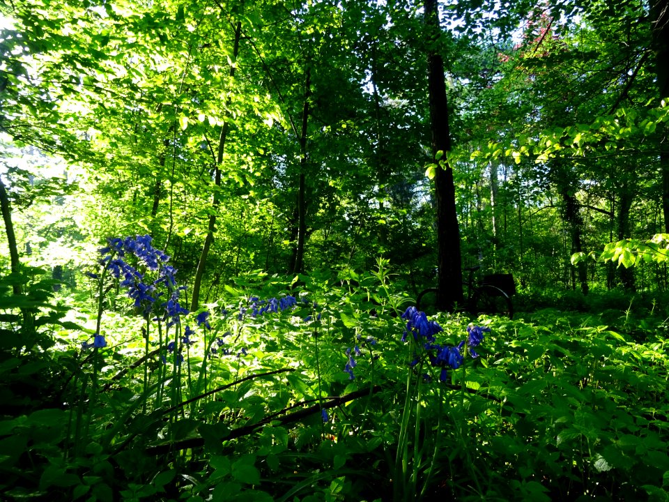 Jacinthe des bois, Hyacinthoides Hispanica, Hyacinthacées.… 