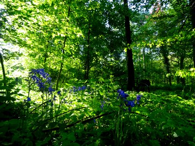 Jacinthe des bois, Hyacinthoides Hispanica, Hyacinthacées.… 