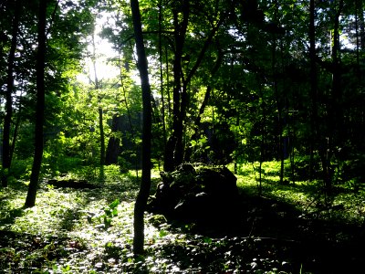 Lumière matinale dans le bois de Boulogne, 16e arr., Paris… 