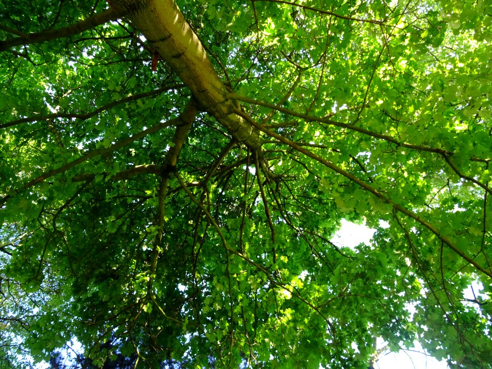 Lumière matinale dans le bois de Boulogne, 16e arr., Paris… 