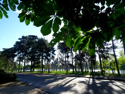 Lumière matinale dans le bois de Boulogne, 16e arr., Paris… 