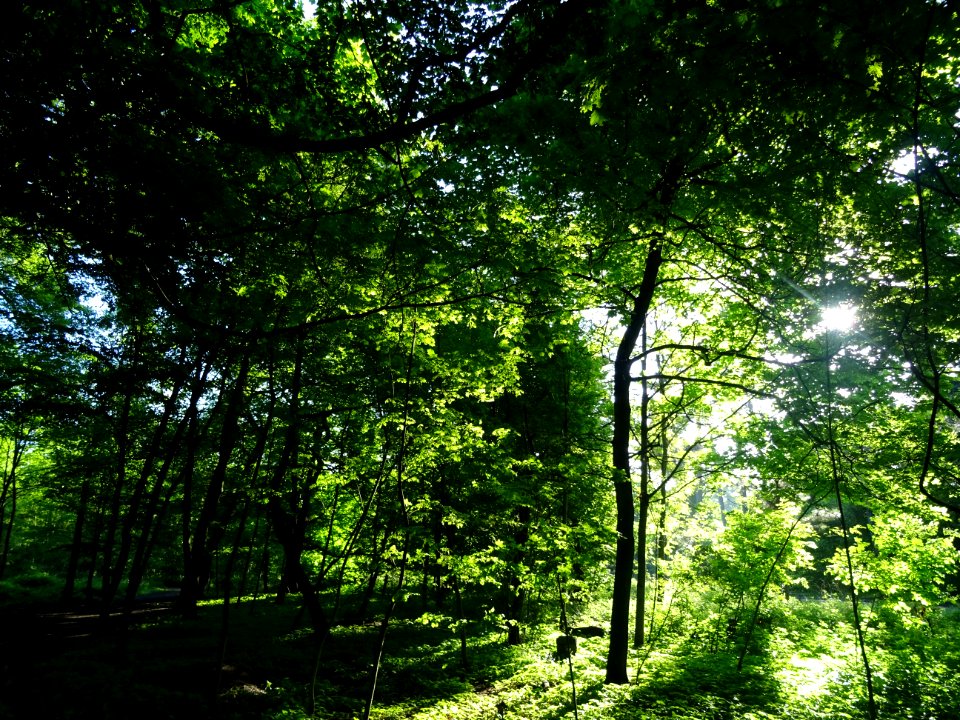 Lumière matinale dans le bois de Boulogne, 16e arr., Paris… 