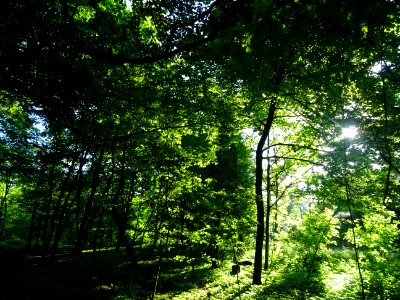 Lumière matinale dans le bois de Boulogne, 16e arr., Paris… 