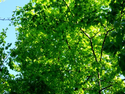 Lumière matinale dans le bois de Boulogne, 16e arr., Paris… 