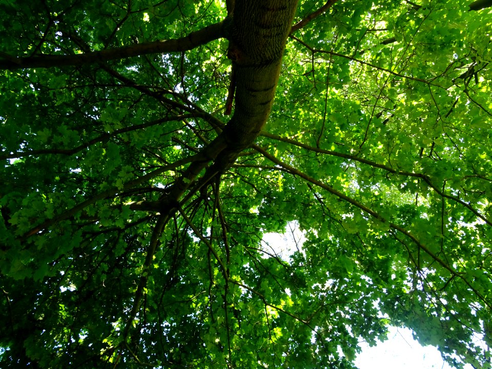 Lumière matinale dans le bois de Boulogne, 16e arr., Paris… 