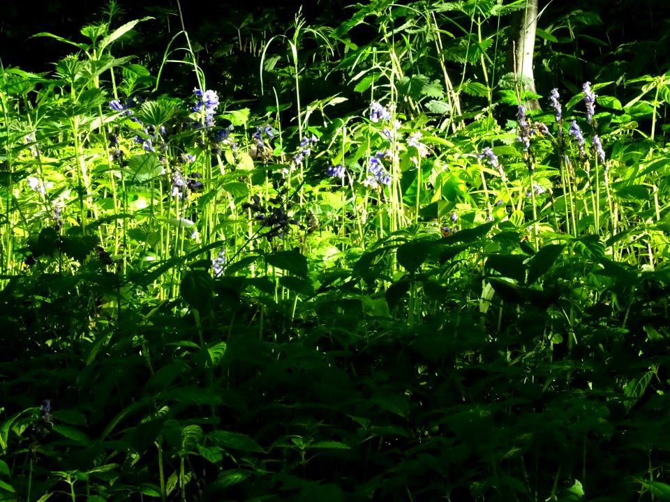 Jacinthe des bois, Hyacinthoides Hispanica, Hyacinthacées.… 