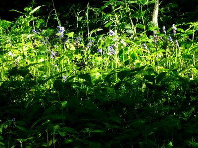 Jacinthe des bois, Hyacinthoides Hispanica, Hyacinthacées.… 
