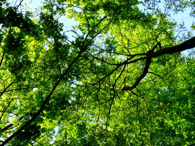 Lumière matinale dans le bois de Boulogne, 16e arr., Paris… 