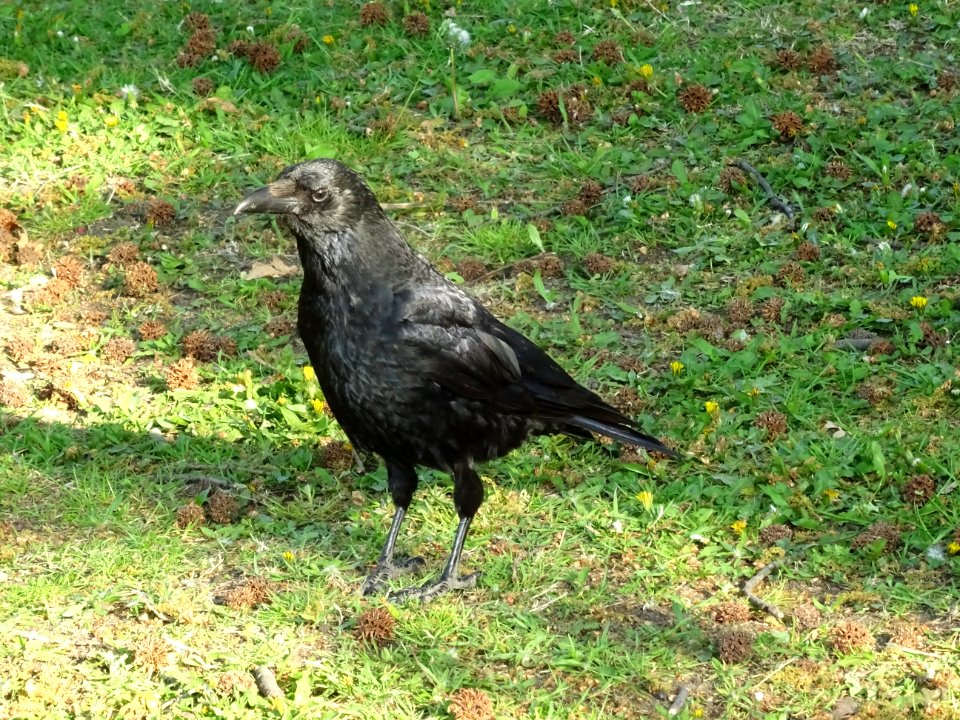 Corbeau 