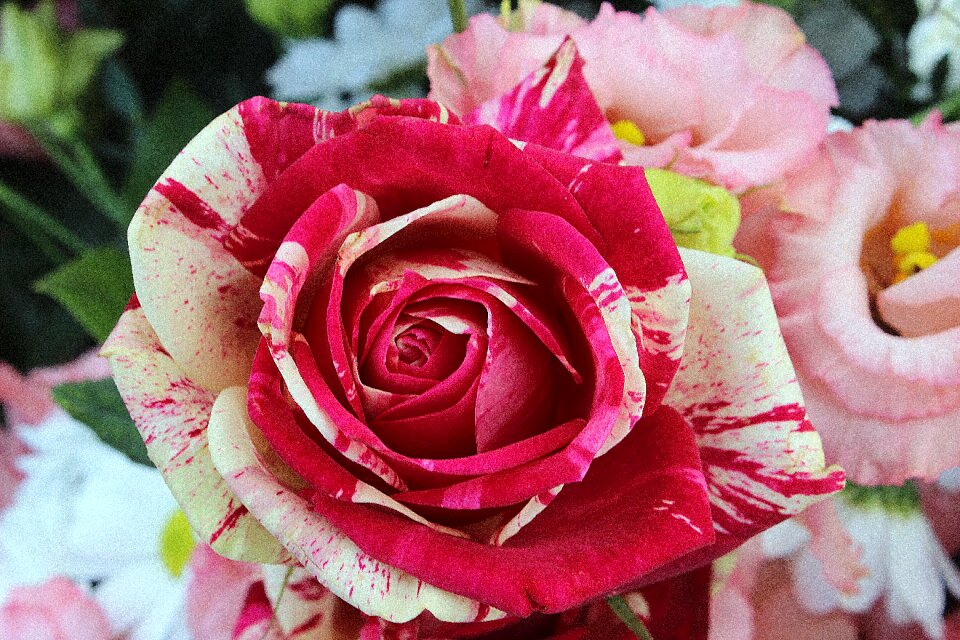 Blossom bloom flower