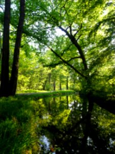 Ruisseau de Longchamp, Bois de Boulogne 