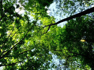 Lumière matinale dans le bois de Boulogne, 16e arr., Paris… 
