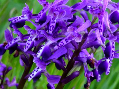 Orchis à long éperon, Anacamptis longicornu, Orchidacées 