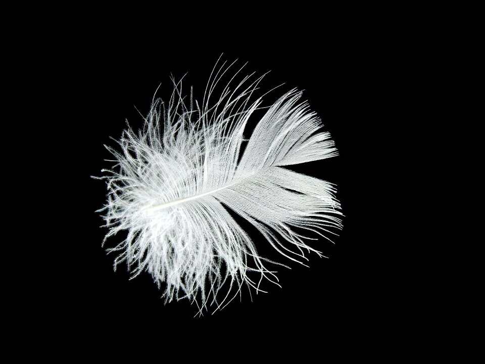 Filigree slightly fluffy