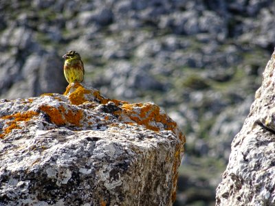 Venturon montagnard, Carduelis citrinella, en montant au M… 