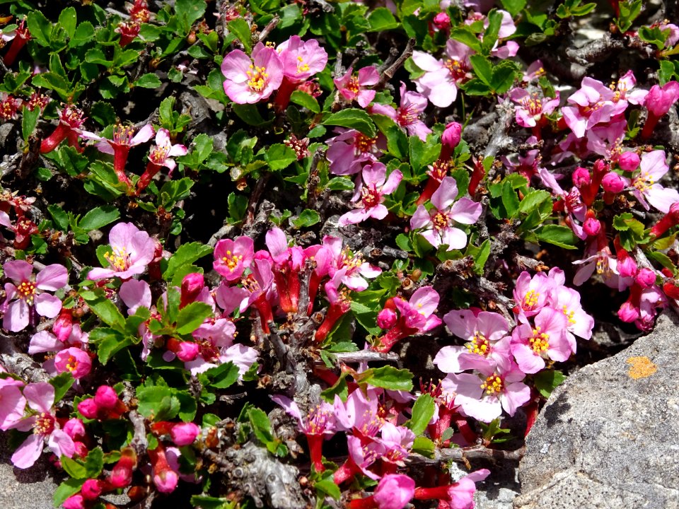 Plante rampante à fleurs roses 