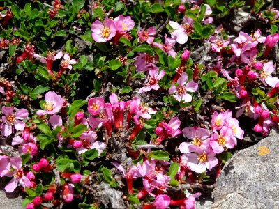 Plante rampante à fleurs roses 