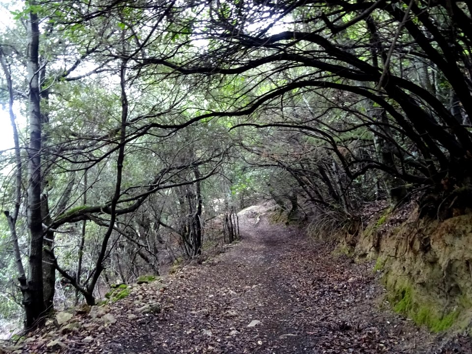 Sentier à la descente 