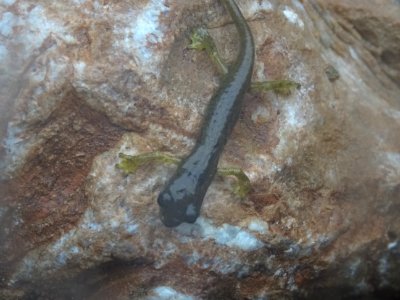Salamandre noire ou alpestre, Salamandra atra, Salamandrid… photo