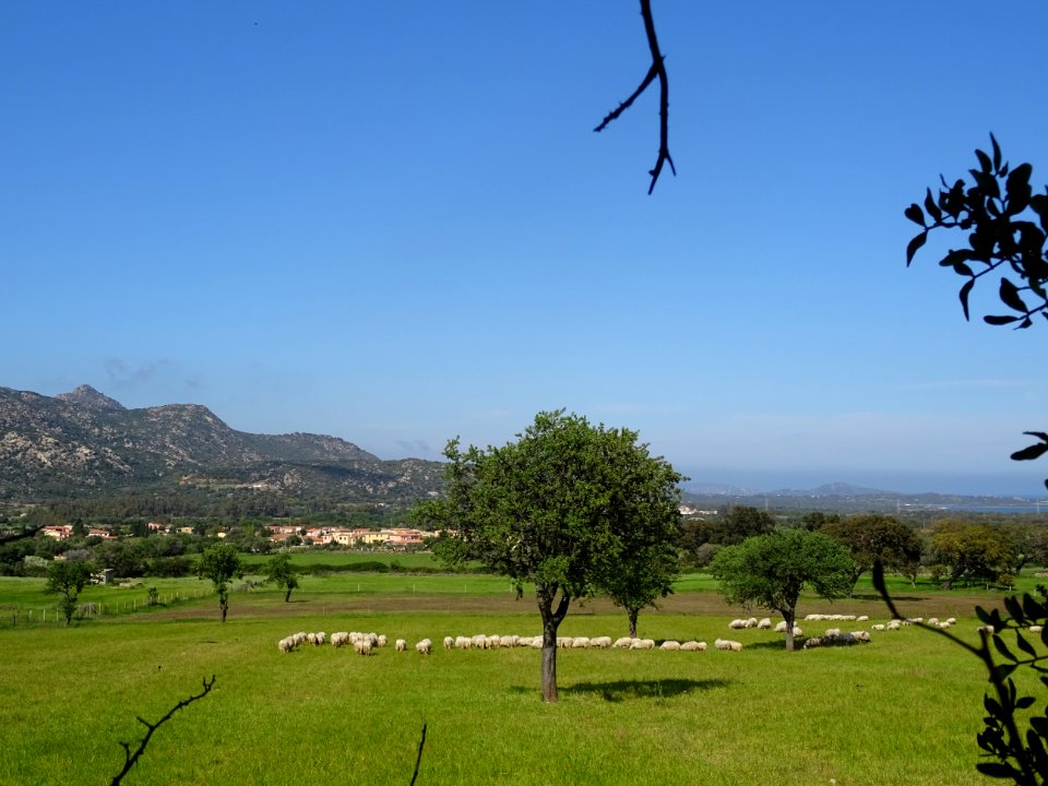 Troupeau de brebis sardes et baie de San Teodoro 