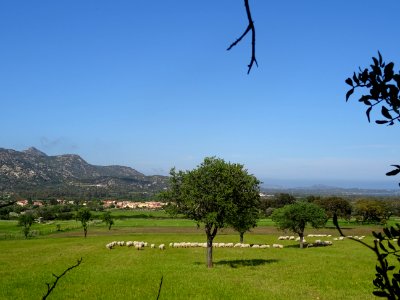 Troupeau de brebis sardes et baie de San Teodoro photo