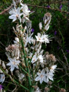 Asphodèle blanche, Asphodelus microcarpus, Liliacées photo