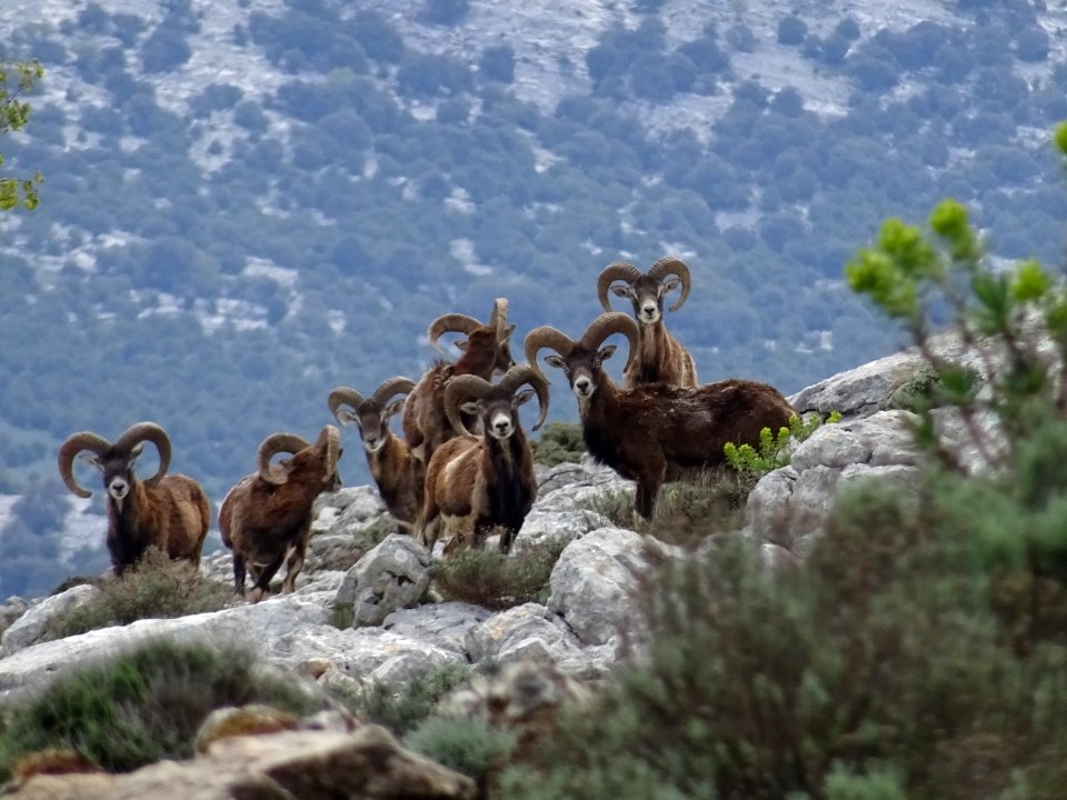 Des mouflons de Sardaigne, Ovis orientalis musimon 