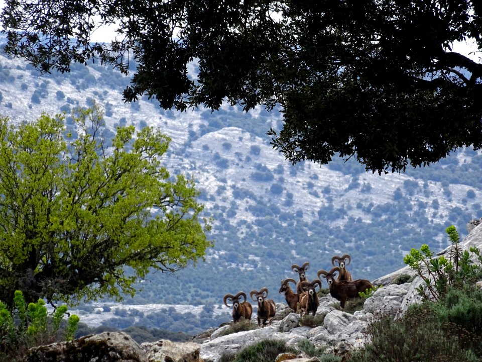 Des mouflons de Sardaigne, Ovis orientalis musimon 