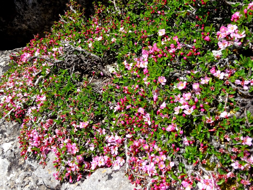 Plante rampante à fleurs roses 