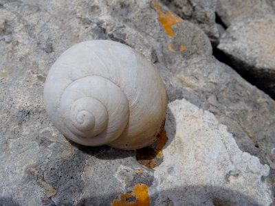 Une coquille vide 