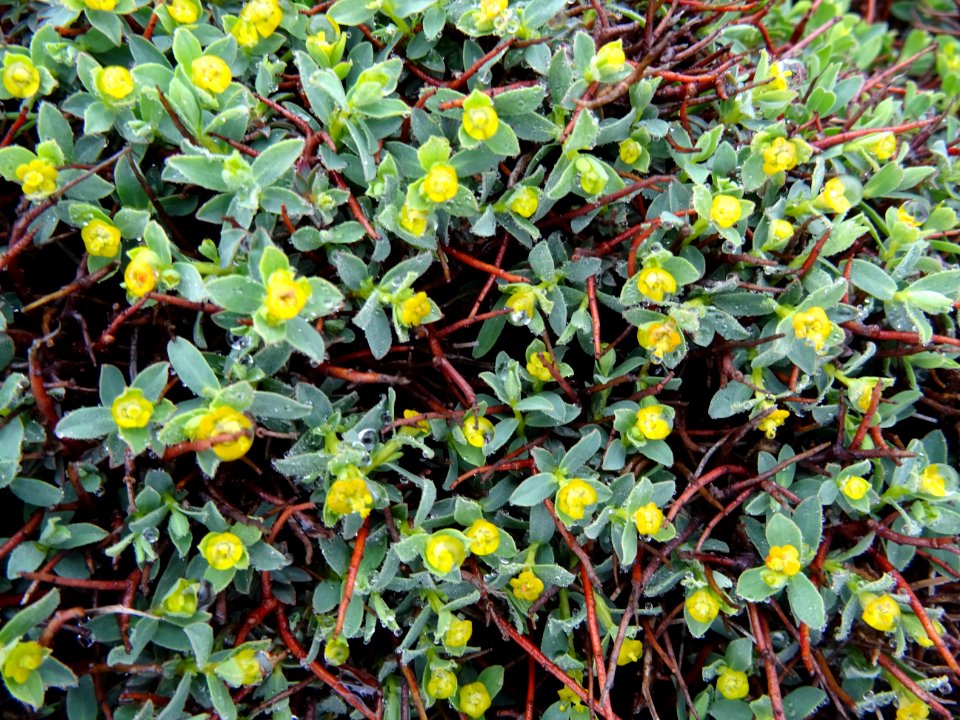 Euphorbe épineuse, Euphorbia spinosa, Euphorbiacées 