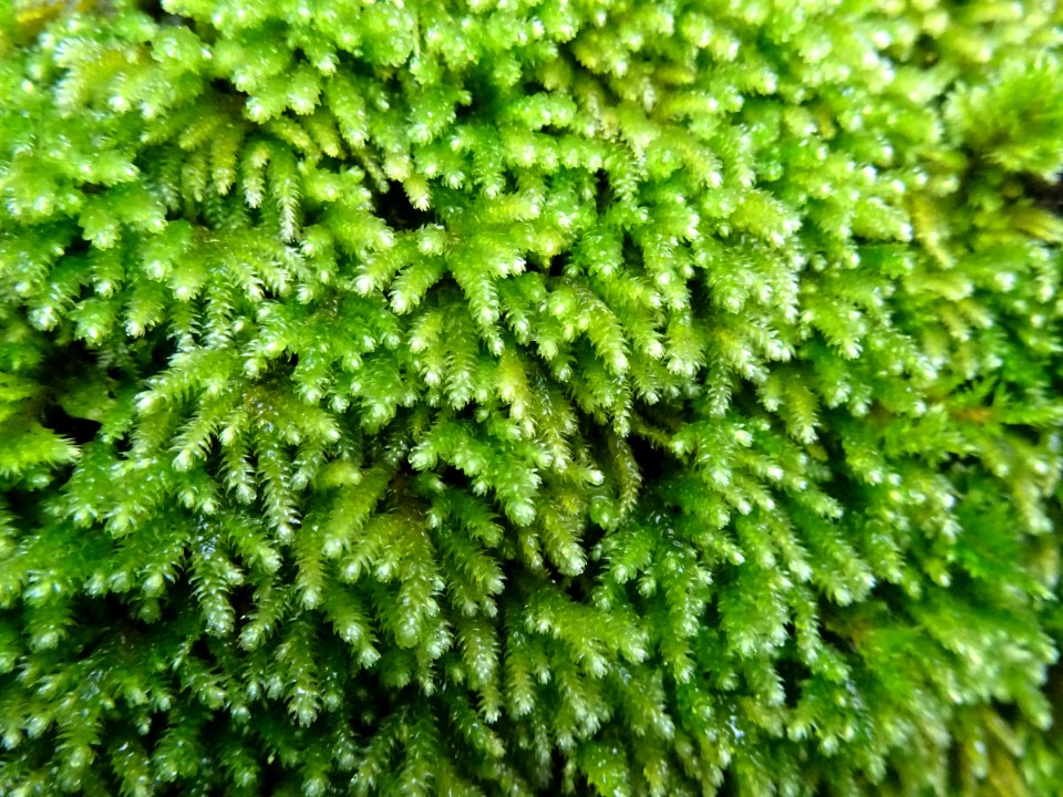 Détail de la mousse 
