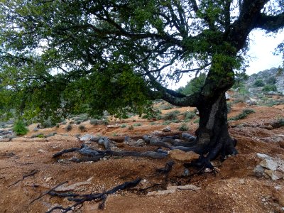 Un chêne avec les racines découvertes par l'érosion photo