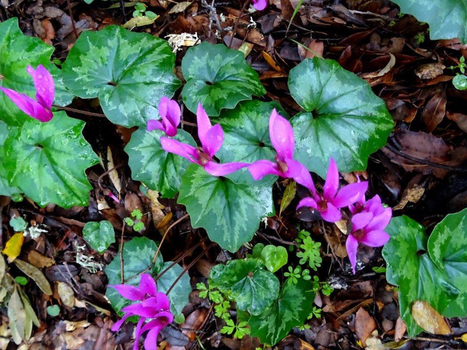Cyclamen étalé, Cyclamen repandum, Primulacées 