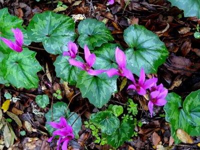 Cyclamen étalé, Cyclamen repandum, Primulacées photo