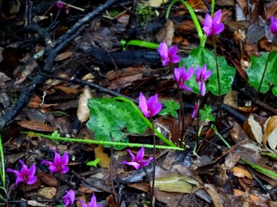 Cyclamen étalé, Cyclamen repandum, Primulacées 