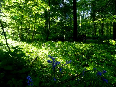 Lumière matinale dans le bois de Boulogne, 16e arr., Paris… 