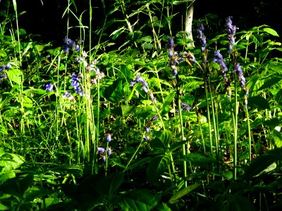 Jacinthe des bois, Hyacinthoides Hispanica, Hyacinthacées.… 